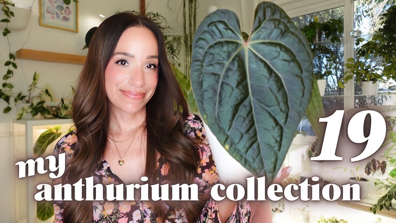 my entire anthurium collection 🌿 growth + care