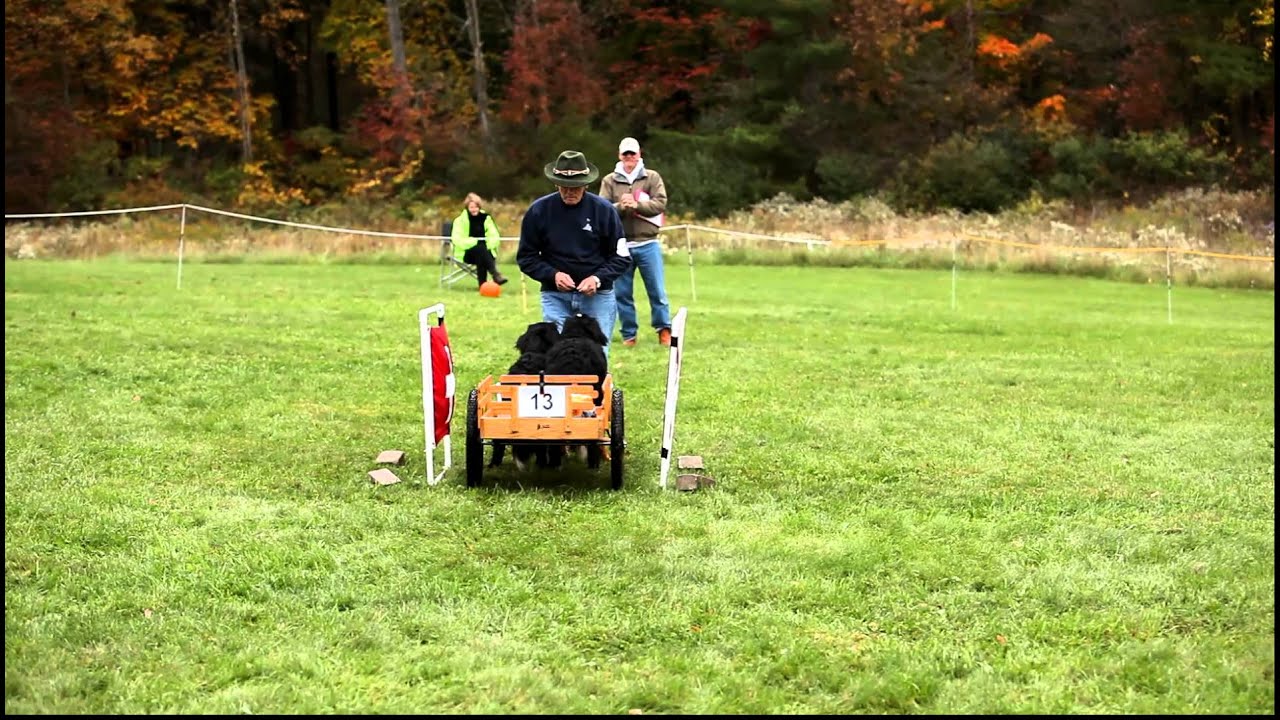 A Bernese Mountain Dog Draft Test Spectacular Moment
