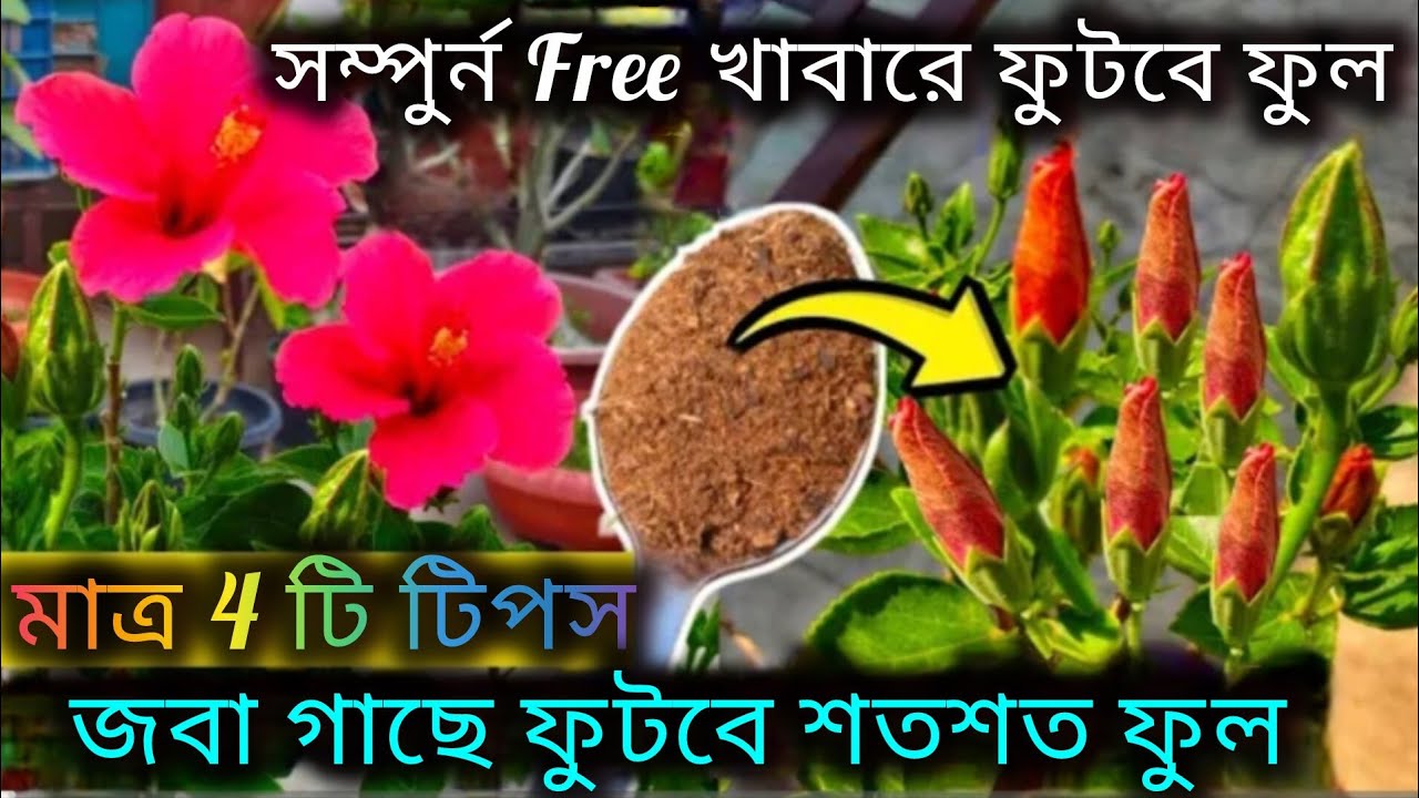 জবা গাছের মার্চ মাসের পরিচর্যা/Hibiscus plant care in March month/Homemade fertilizer for hibiscus.