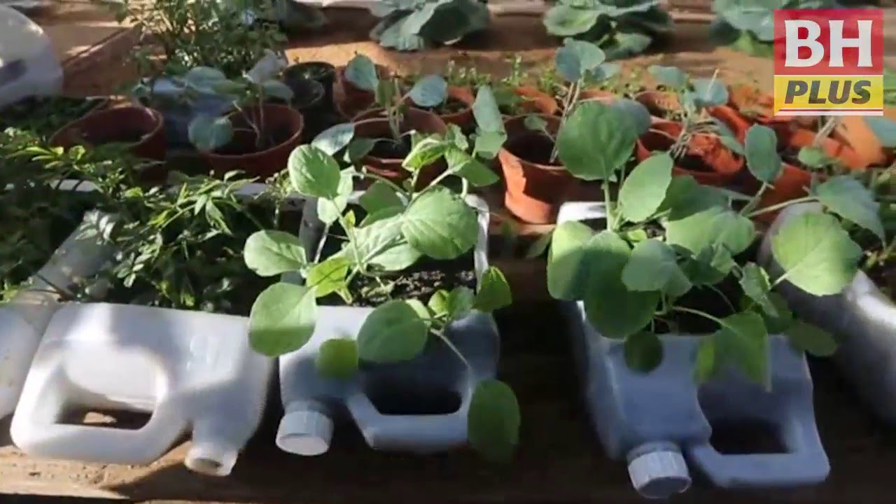 Kebun bandar hasil lumayan