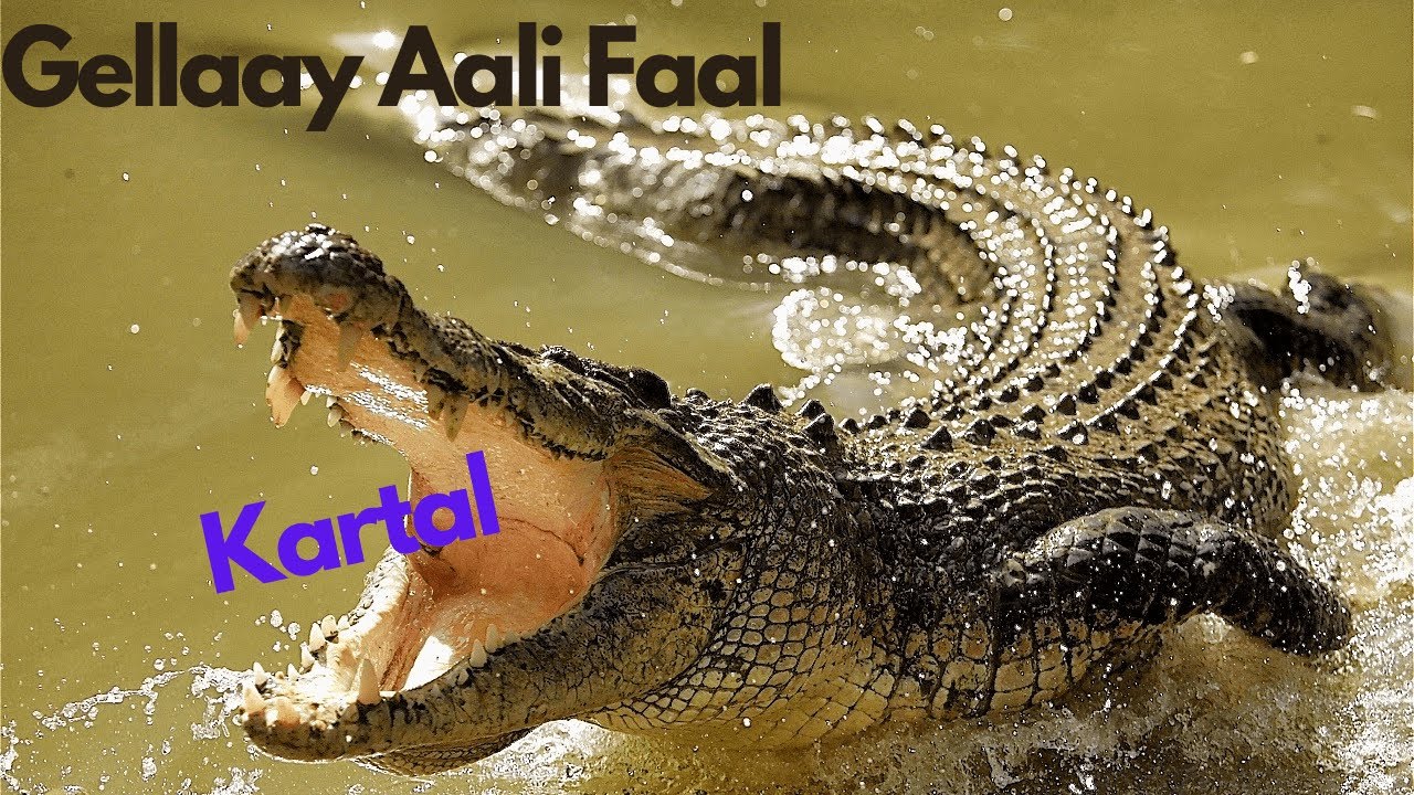 Gellaay Aali Faal - Kartal