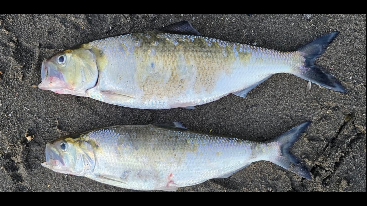How to catch American Shad on the Sacramento river. My setup.