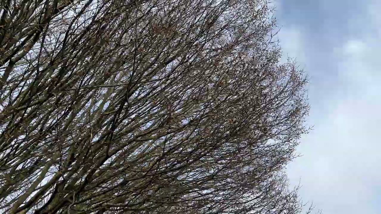Hornbeam - branches & twigs - February 2026