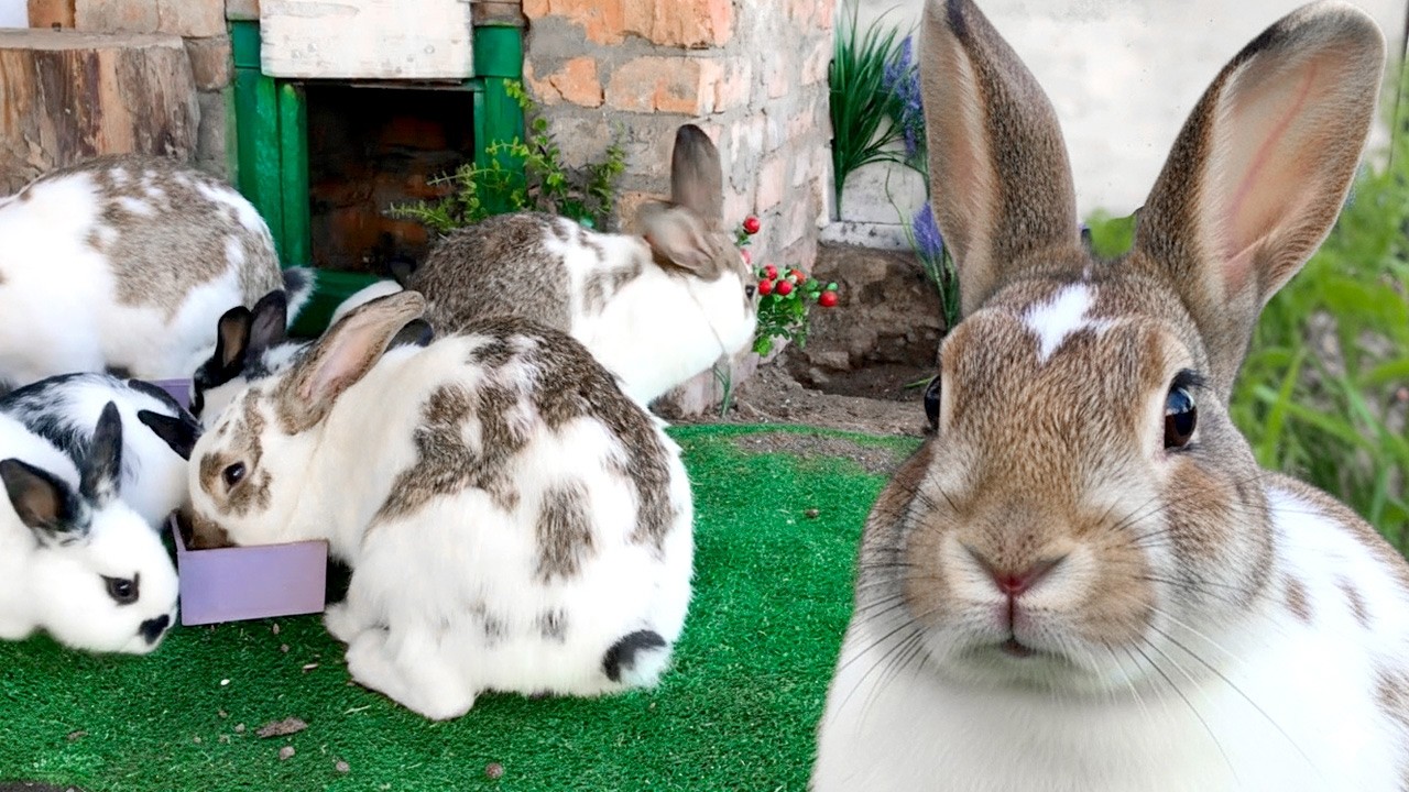 Calm Bunny Life ASMR: Rabbits Eating & Soft Nature Sounds 🐰