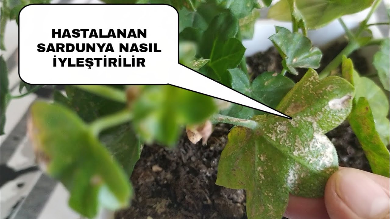 HASTALANAN SARDUNYALAR NASIL MI İYİLEŞİR?(İZLEYİN!!)
