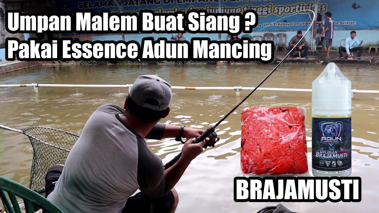 UMPAN MALEM BUAT MAIN SIANG MASIH MBRUSUTTT || BEGINI CARA NGERACIKNYA !