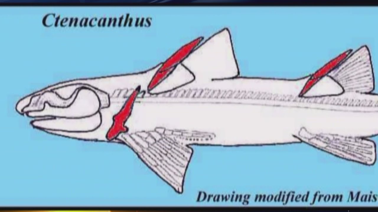 Prehistoric shark found in Manzano Mountains