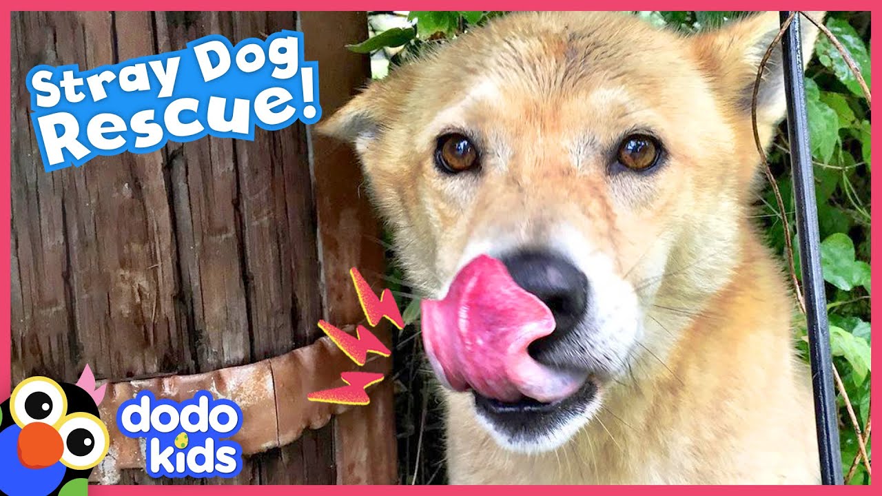 Let’s Get This Stray Dog Somewhere Safe and Warm | Dodo Kids | Rescued!
