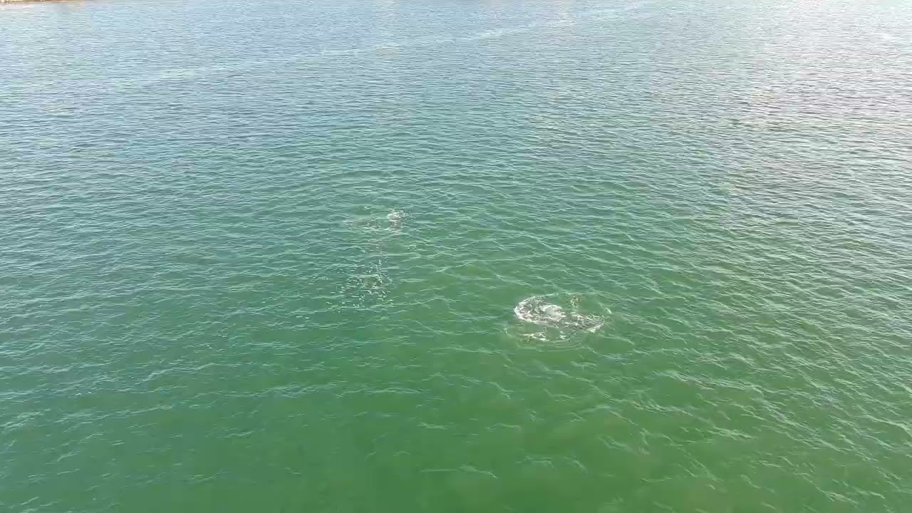 Delfines Ene2026, Puerto de dos bocas tabasco. mexico