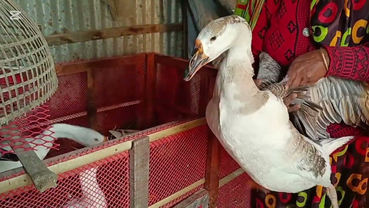 আমাদের রাজহাঁস হাঁসের বাচ্চা ফুটানোর পদ্ধতি। duck
