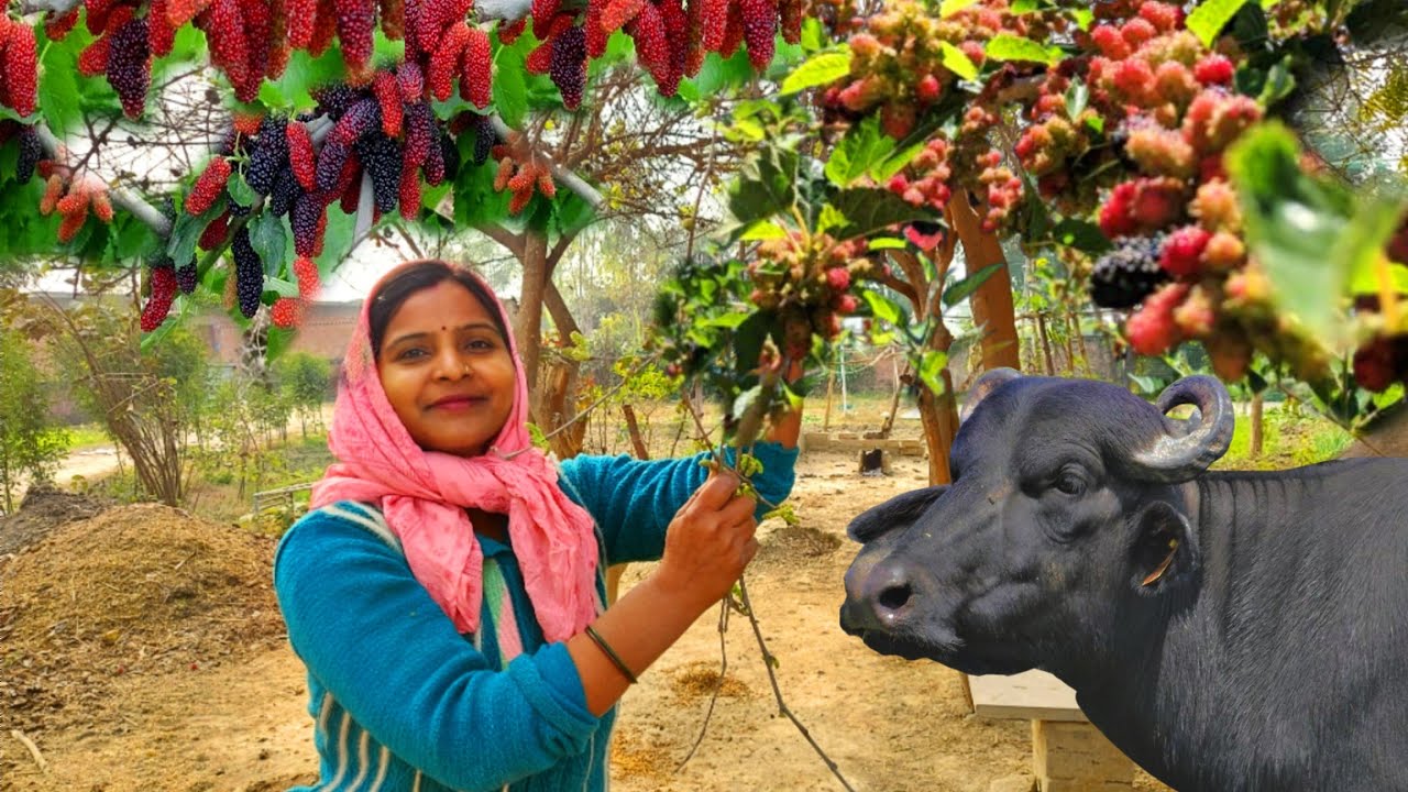 😍अब सीजन आ गया शहतूत के 🌿फर का कितना मज़ा आएगा जब ये तैयार होंगे तो 😋Daily Village Life Vlog