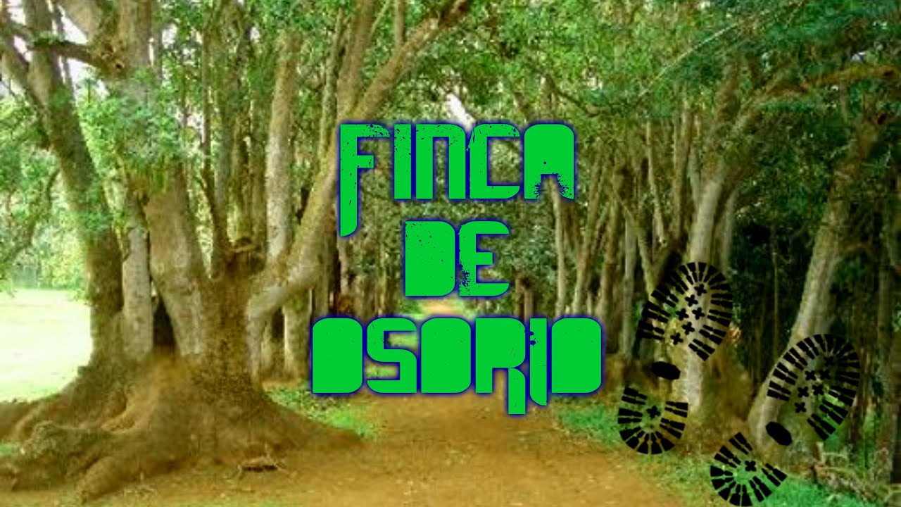 Finca de Osorio en Teror - Senderismo / Hiking Gran Canaria - Islas Canarias - España