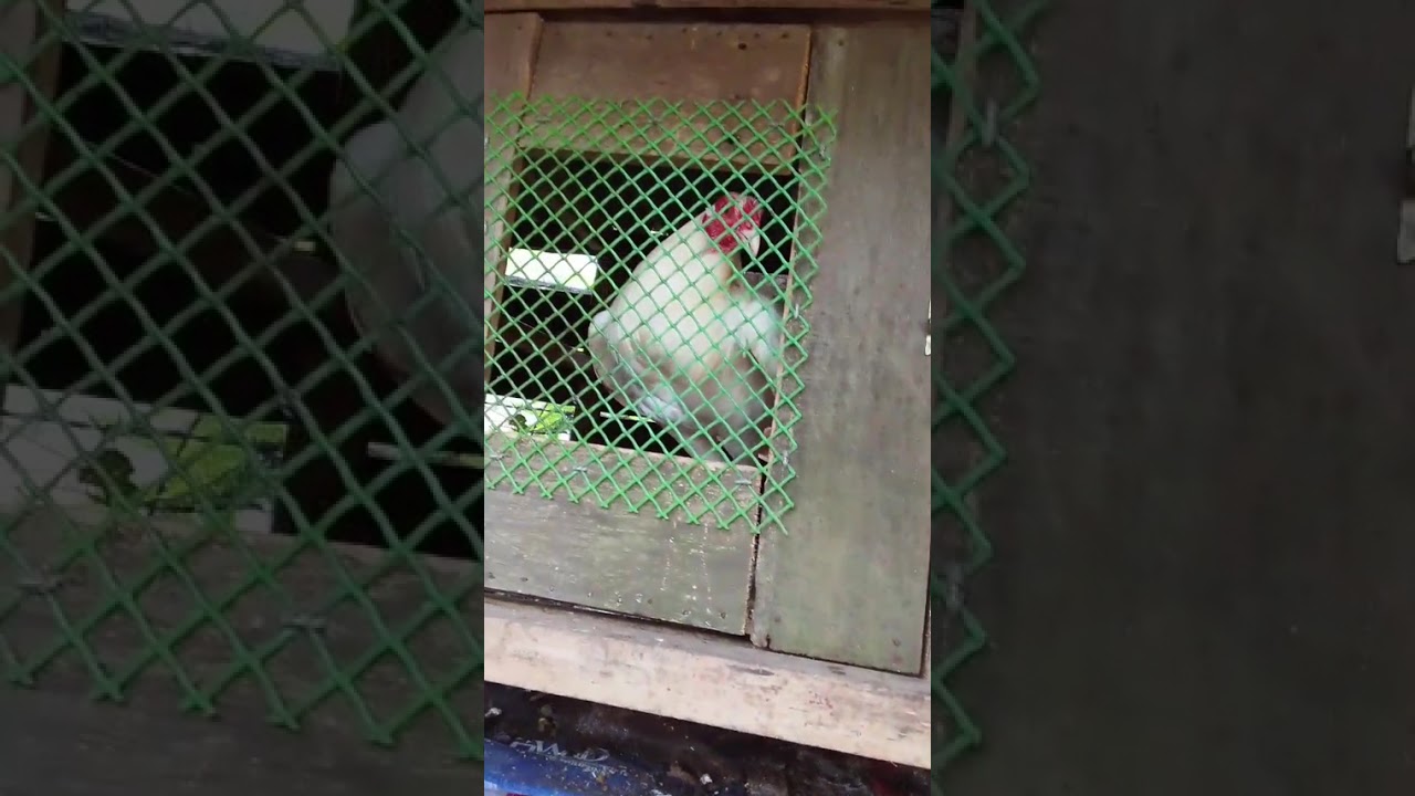 Side yard tour kay Wala pay big farm 🐣🐔