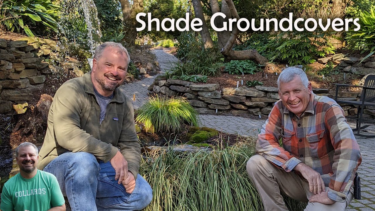 Amazing Shade Groundcover Plants with Tony Avent - Trillium, Rohdea, Ferns, Cast Iron Plants, Carex