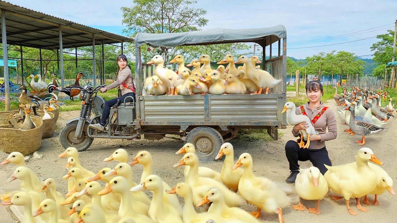 Buy Flock Of 50 Ducks From A Farmer, Use Truck Transport 50 Ducks Go To Market Sell