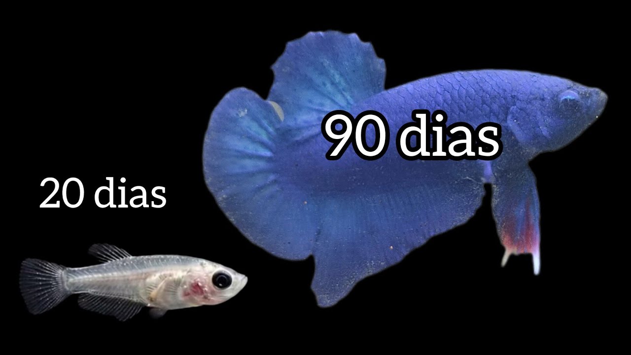 CRECIMIENTO RÁPIDO para crias de PEZ BETTA!!! (Cambio de agua)