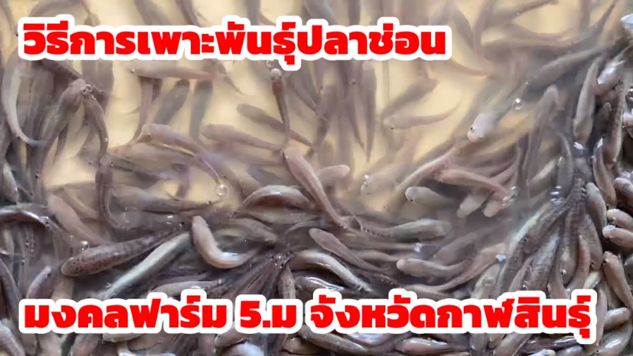 วิธีการเพาะพันธุ์ปลาช่อน มงคลฟาร์ม จังหวัดกาฬสินธุ์ สอบถามข้อมูลได้ที่เบอร์ 093-5137934 เจ้าของฟาร์ม