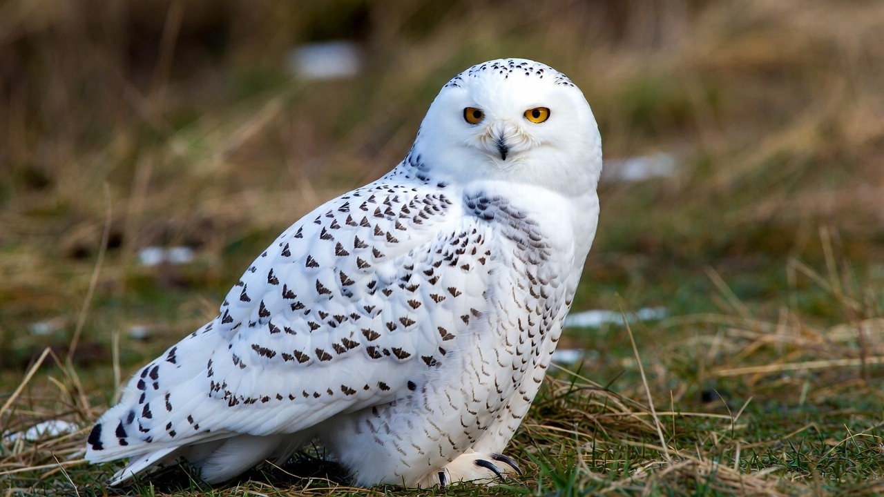 Amazing Spring Birds Compilation with Snowy Owl, Eagle bird | Beautiful Birds Singing in Nature