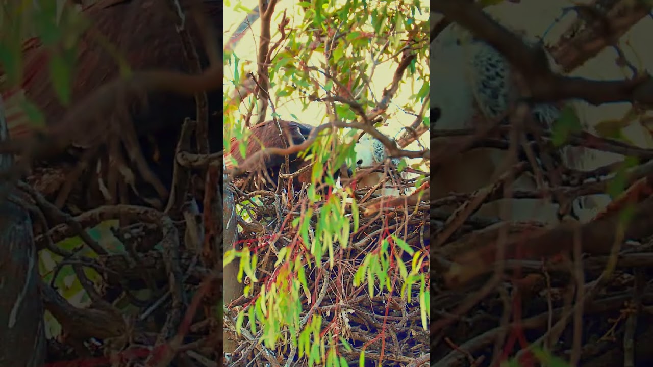 Crown eagle mom feeding chick