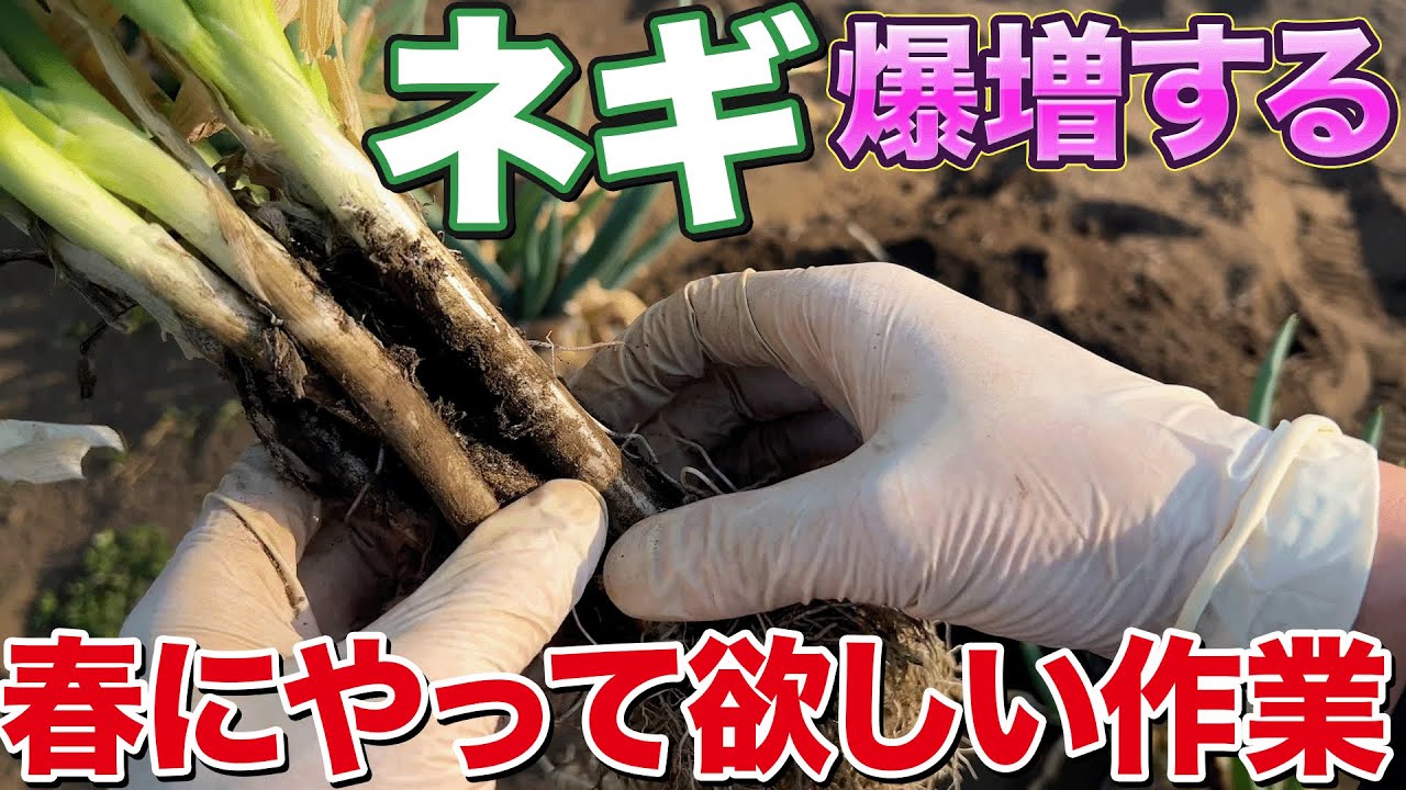 【知ってた？】ネギを数十倍に劇的に増やす方法教えちゃいます！