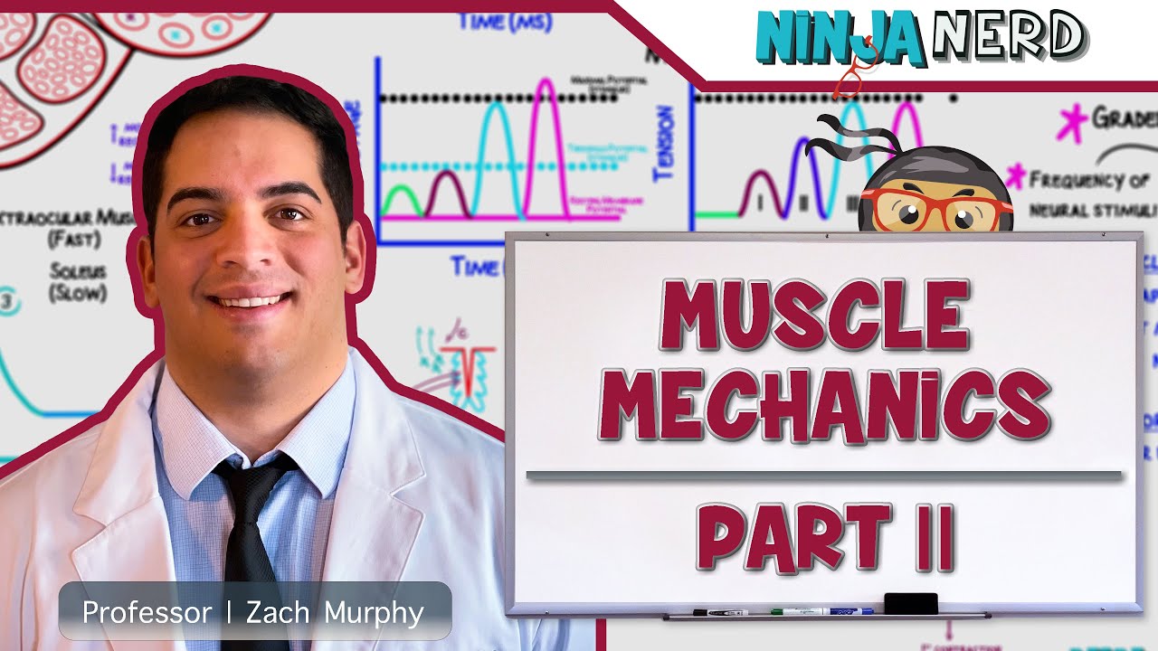 Musculoskeletal System | Muscle Mechanics | Multiple Motor Unit Summation