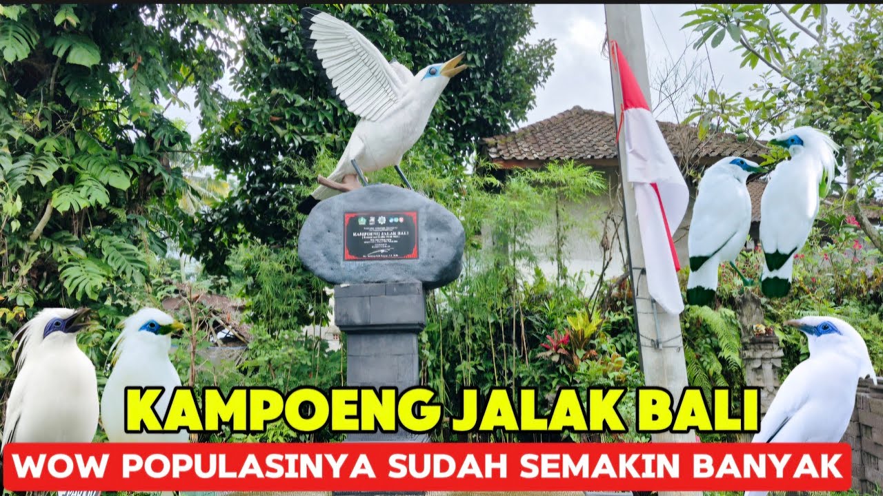 UPDATE TERBARU KAMPOENG JALAK BALI 