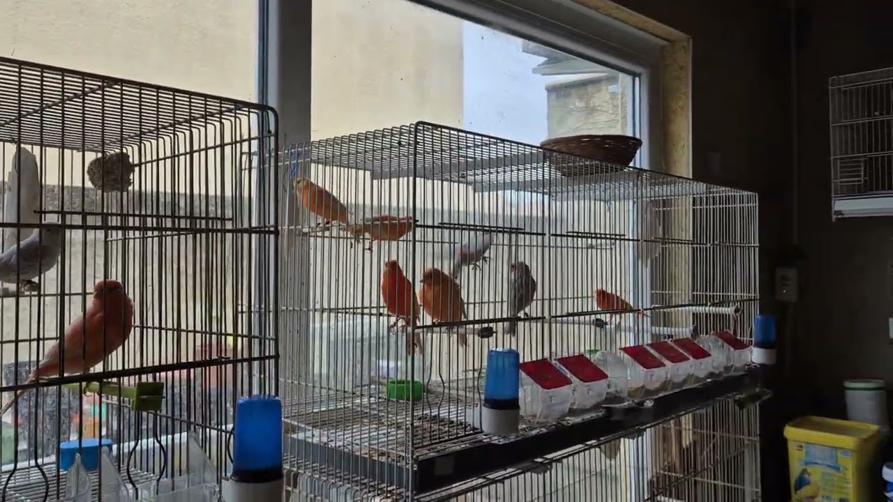 Vidéo n °33 2025 - élevage amateur canaris rouges et satinés, Chris Montpellier 