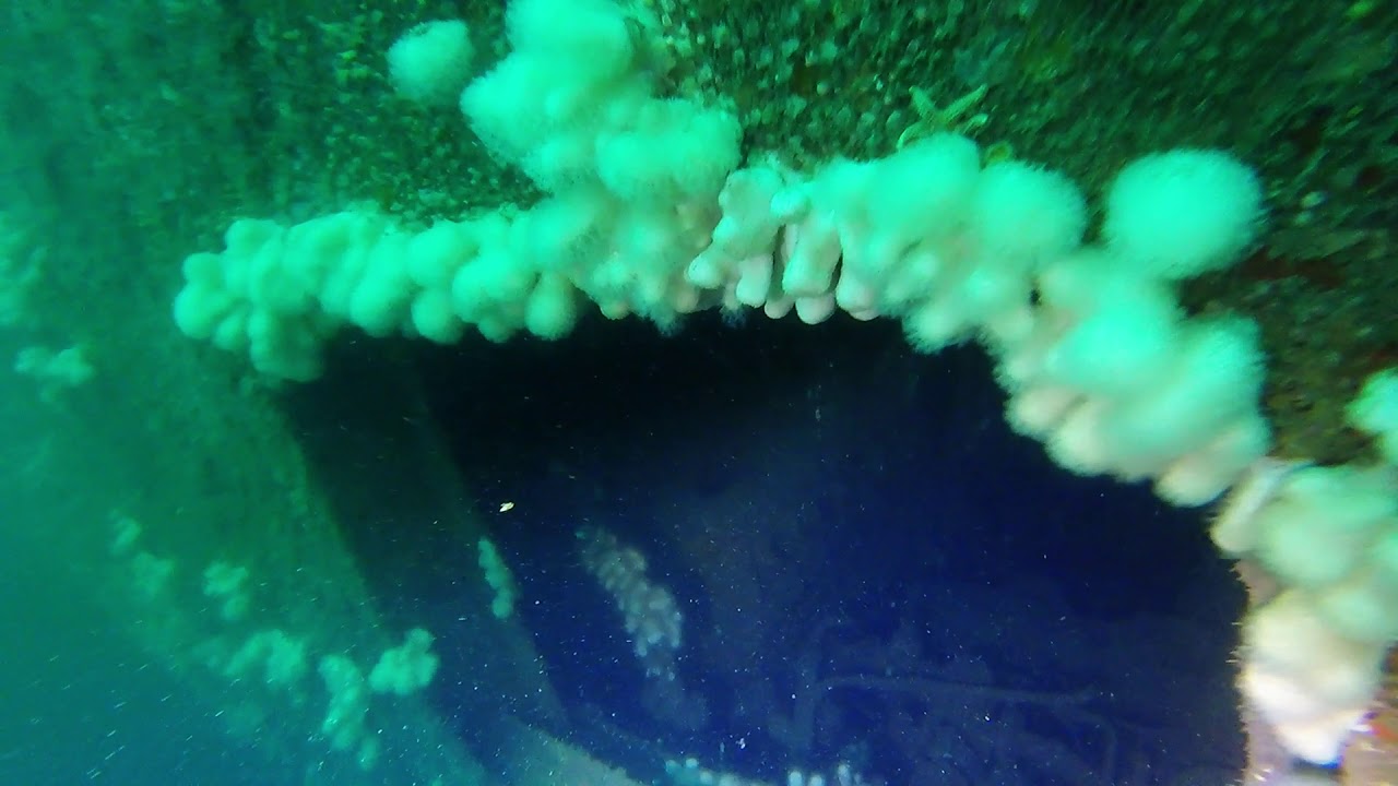 Scuba dive on the HMS Scylla. June 2020