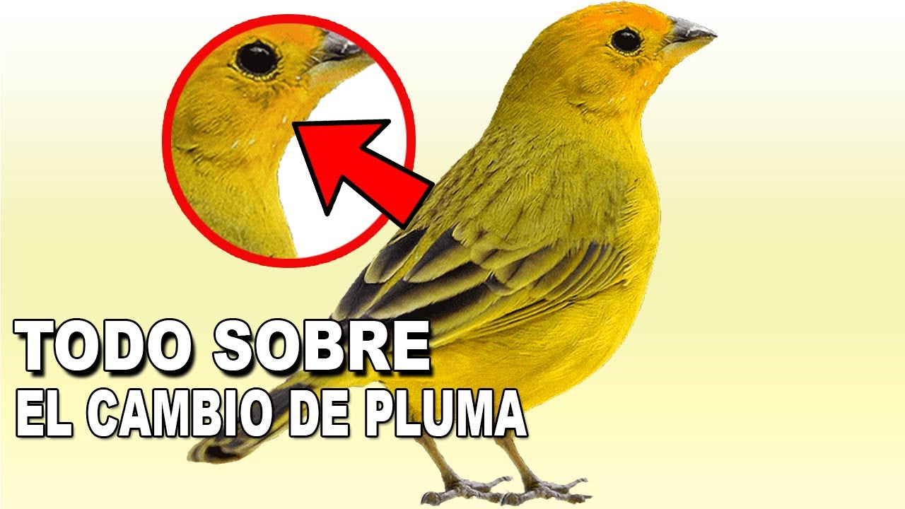 MUDA EN CANARIOS O PÁJAROS DE CANTO ¿QUE DEBO HACER? | TRUCOS Y CONSEJOS