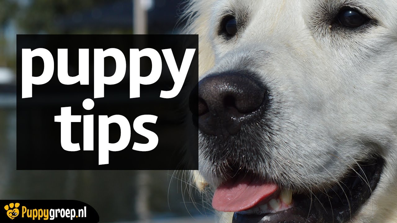 Pup trekt aan de riem en springt op. Tips hoe daar mee om te gaan🐕🐾🐶