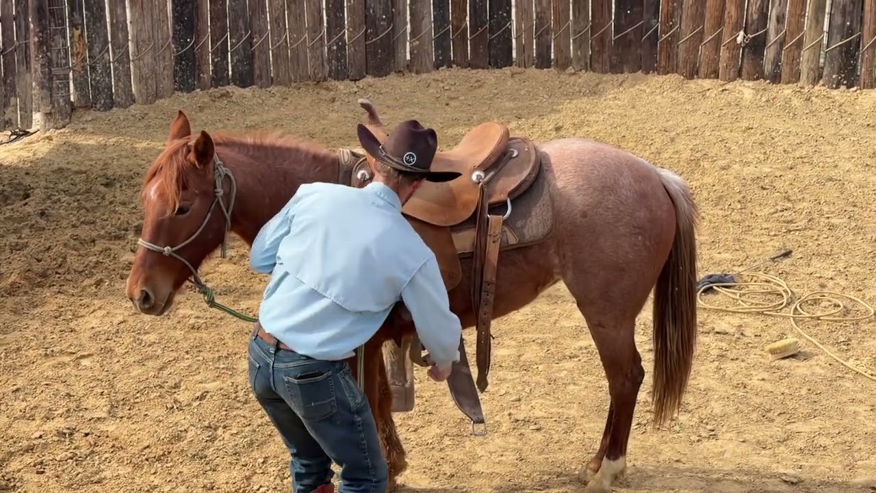 First Saddling was SURPRISING on Stella.