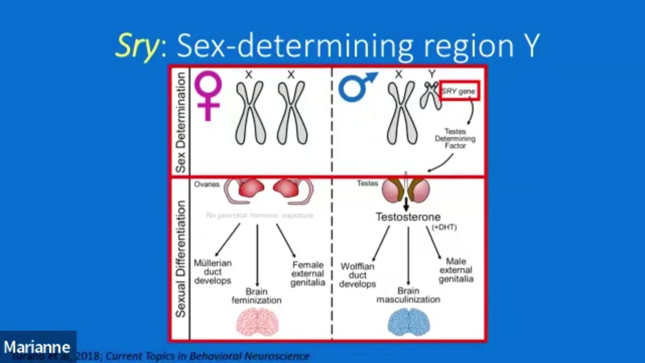 Sex Chromosomes Contribute to the Transcriptomic Immune Response in the Mouse Brain by Sarah Ocanas