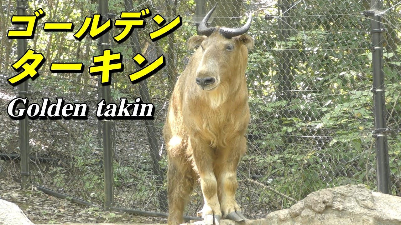 【動物】ゴールデンターキンの生態（takin）