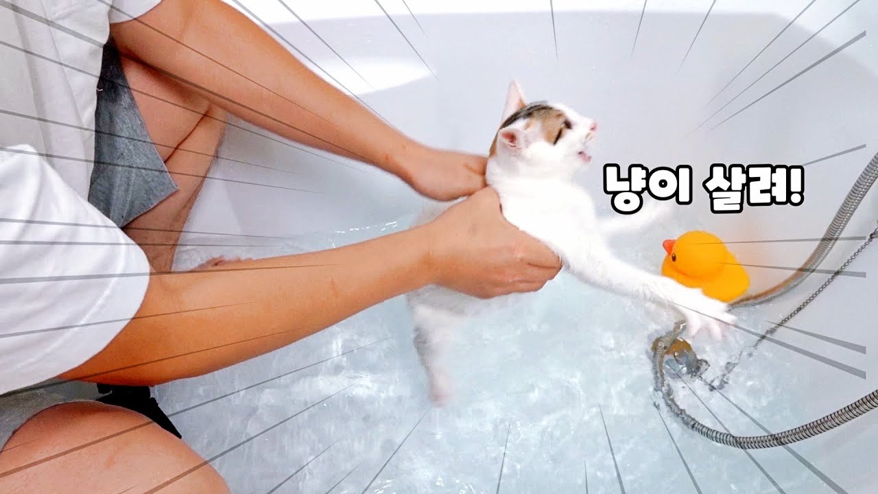 이불에 오줌싸서 냥생 첫 목욕하고 토라진 아기고양이