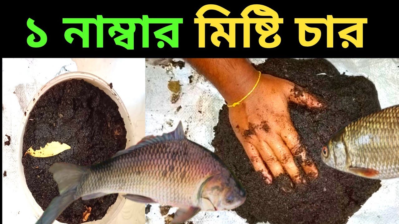 মাছ ধরার চার বানানোর পদ্ধতি || মাছের মিষ্টি চার || রুই ও কাতলা মাছ ধরার চার ||
