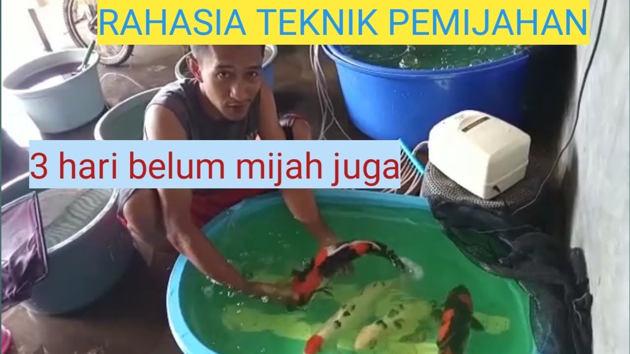 cara memijahkan ikan koi sampai menetas | cara pemijahan ikan koi di kolam terpal | indukan koijumbo