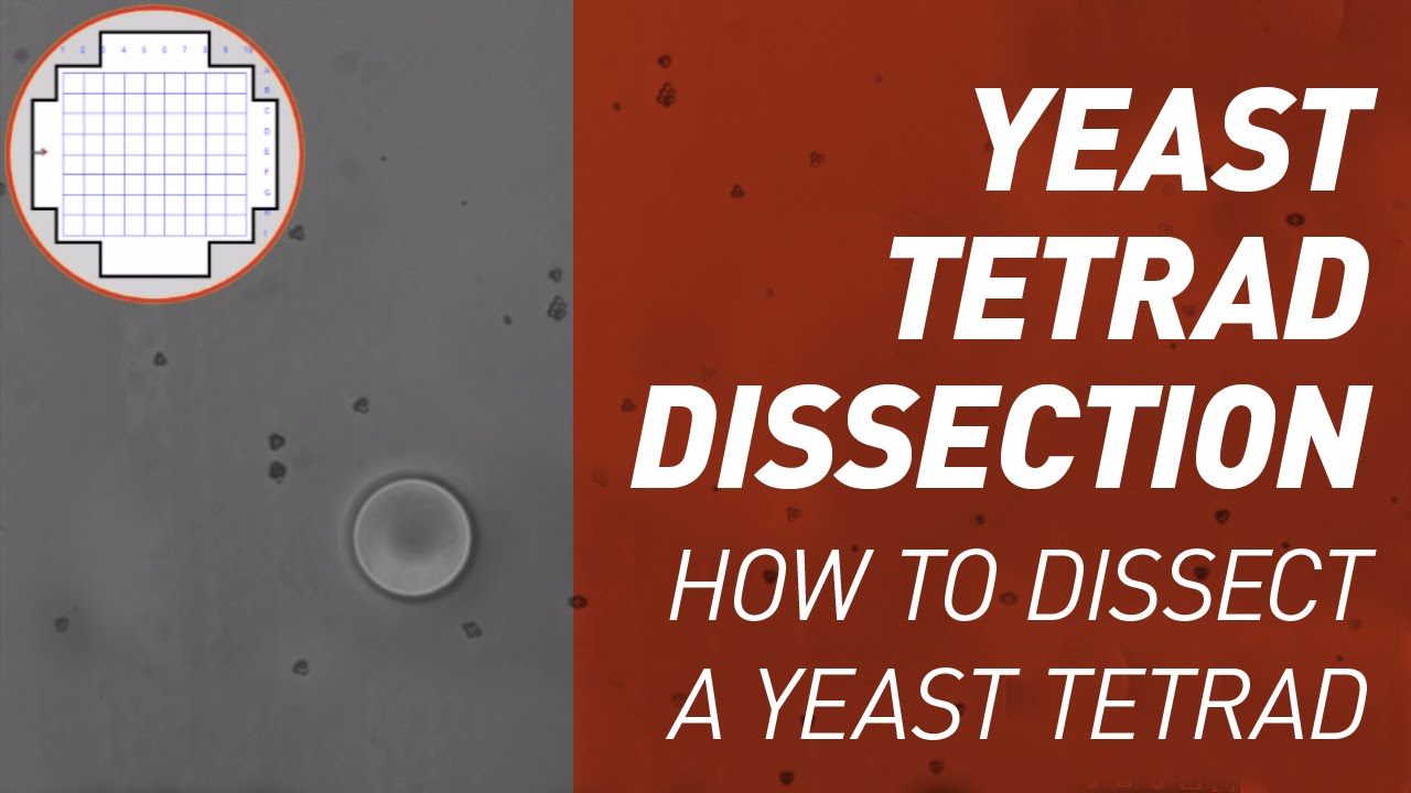 Yeast Tetrad Dissection - Singer Instruments