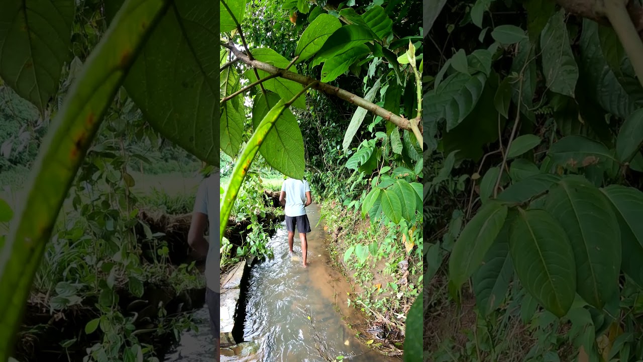 Village life in a free day, Kandy  #helanka #medunaka