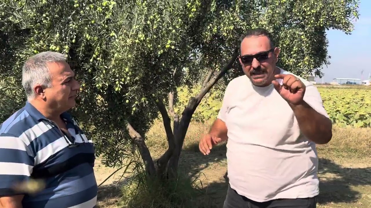 Zeytin ağacından 1 dekardan 1,250 litre yağ nasıl alınır