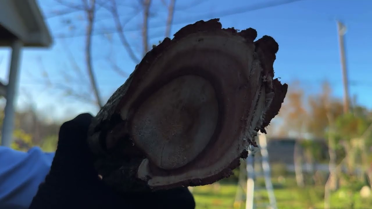 Removing an invasive tree, that I planted ￼🫣