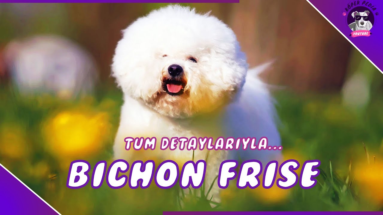 Bichon Frise Köpek Irkı(Peluş Oyuncak Sanılan Köpek)
