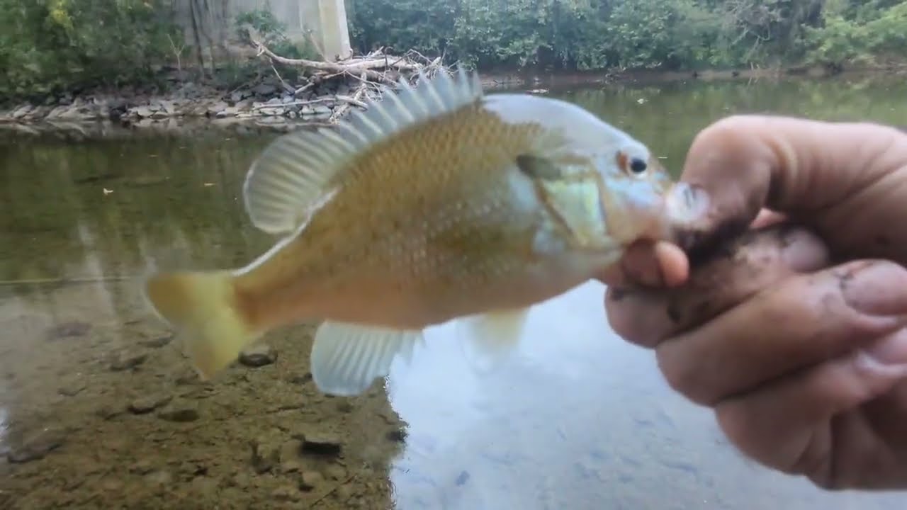 Always One More Cast