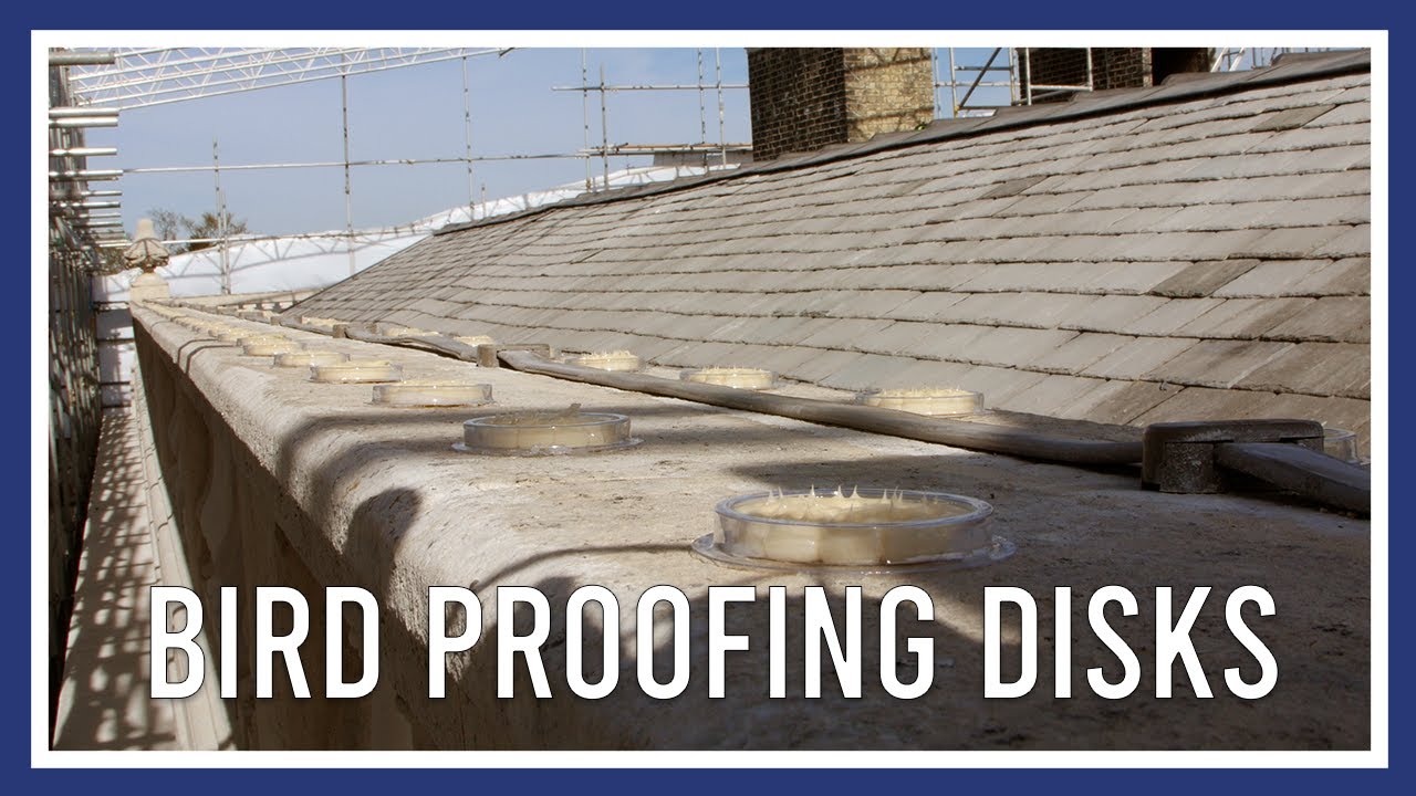 Bird proofing disks