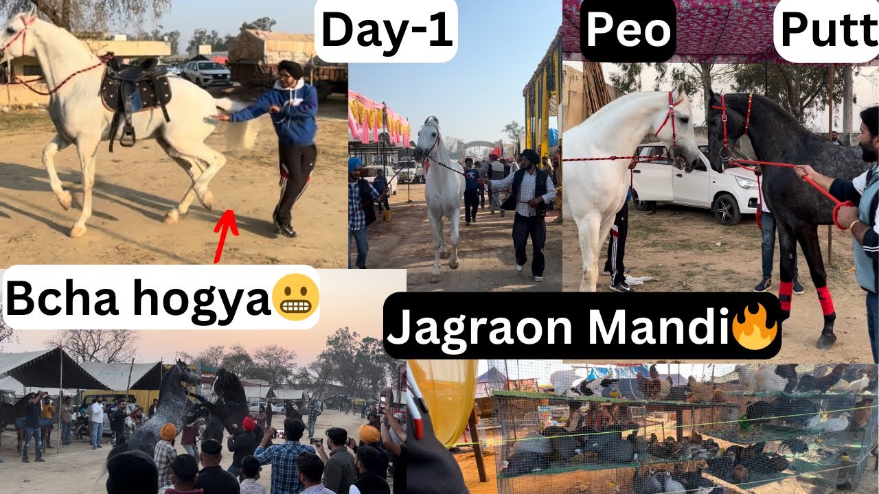 Jagraon Horse Mandi🐎Day-1//Ginde da hoya bchaa😬//Jabrajang te Fatehjang🔥￼
