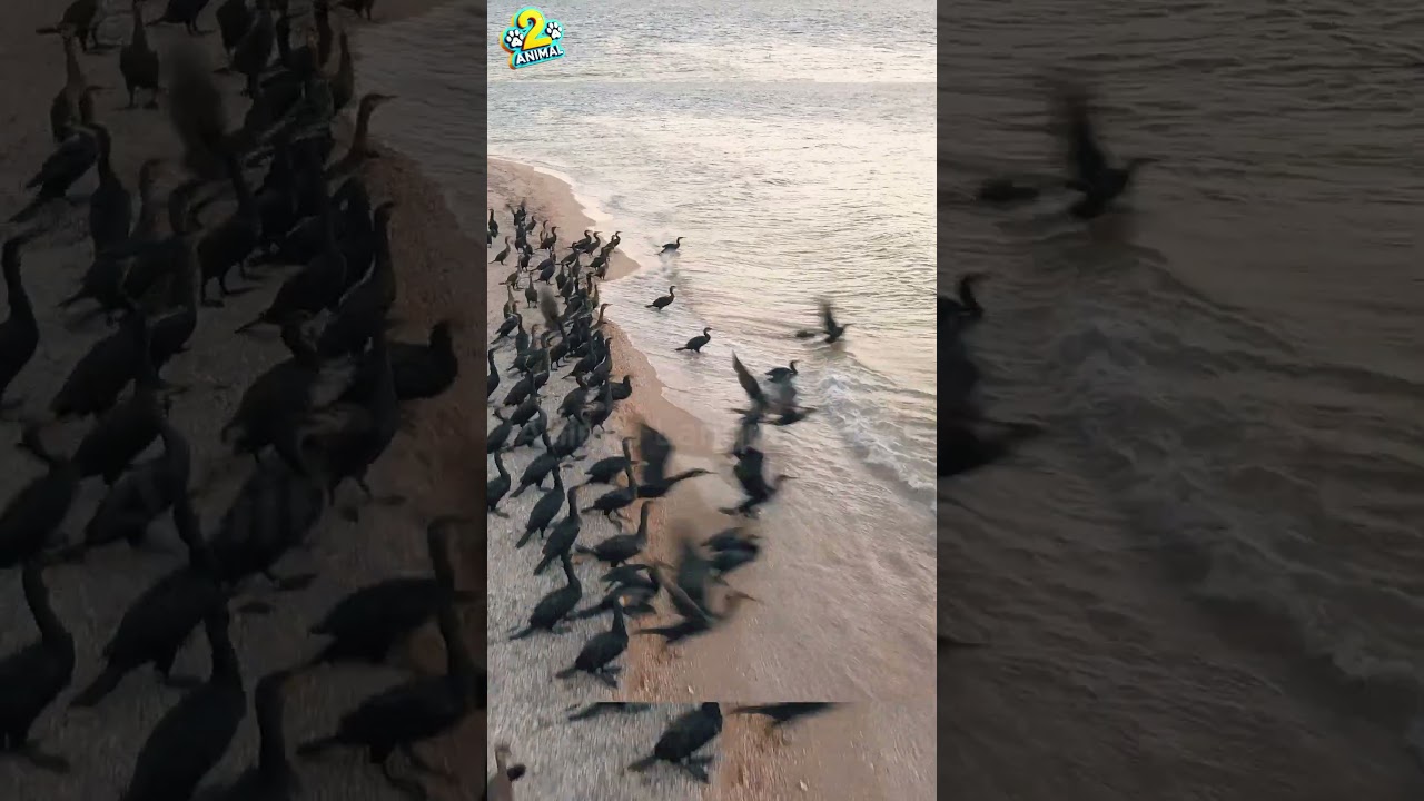 The Beauty of Birds Flying in Flocks: Nature's Aerial Ballet2 #birdflying #animallanguage2al #shorts