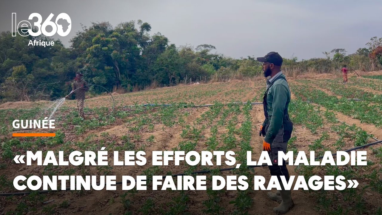 Guinée: quand un champignon microscopique détruit les immenses potentiels agricoles