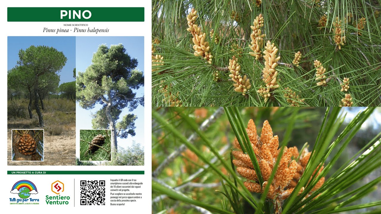 PINO MARITTIMO o DOMESTICO &  D'ALEPPO - Pinus pinea & Pinus halepensis