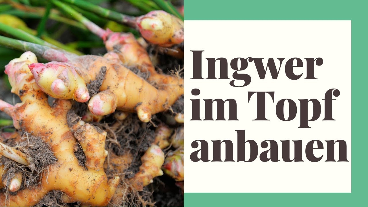 Ingwer im Topf anbauen -  Ingwer anbauen, so geht`s
