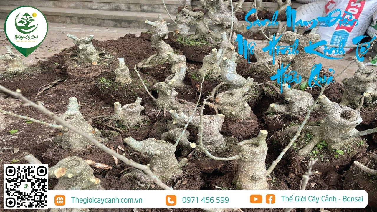 SANH NAM ĐIỀN MÔ HÌNH KINH TẾ HIỆU QUẢ | THẾ GIỚI CÂY CẢNH |