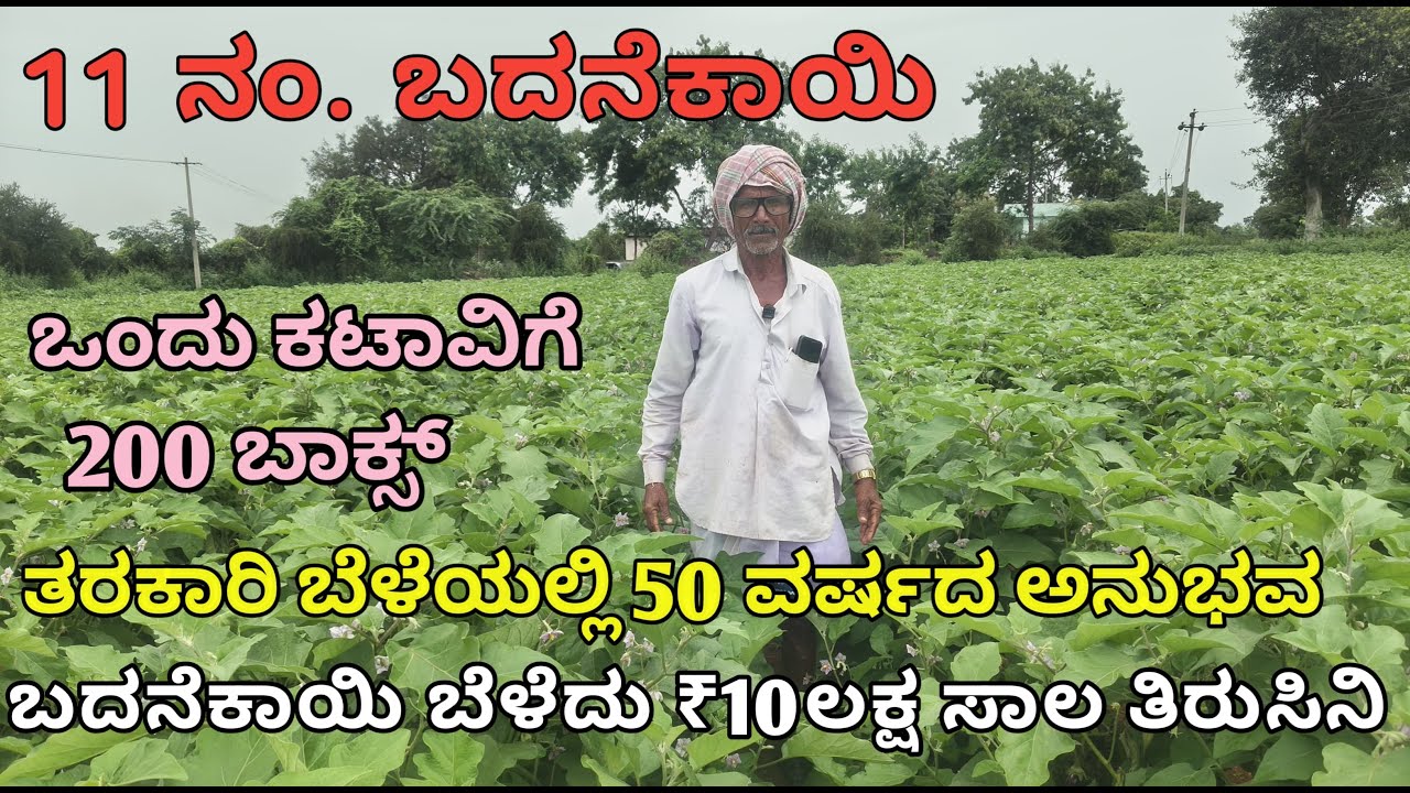 ಒಂದು ಕಟಾವಿಗೆ 200 ಬಾಕ್ಸ್ | ಬದನೆಕಾಯಿ ಬೆಳೆದು ‌₹10 ಲಕ್ಷ ಸಾಲ ತಿರುಸಿನಿ | 50 ವರ್ಷದ ಅನುಭವ